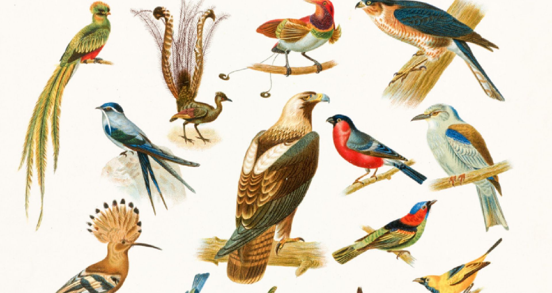 Drawings of many different kinds of birds of different types and colored feathers laid out on a page.